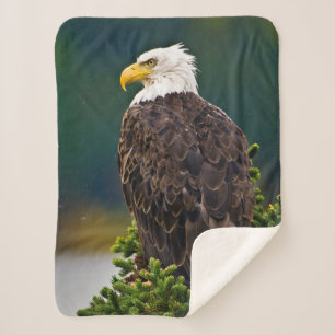 Weißkopfseeadler sitzt sherpadecke