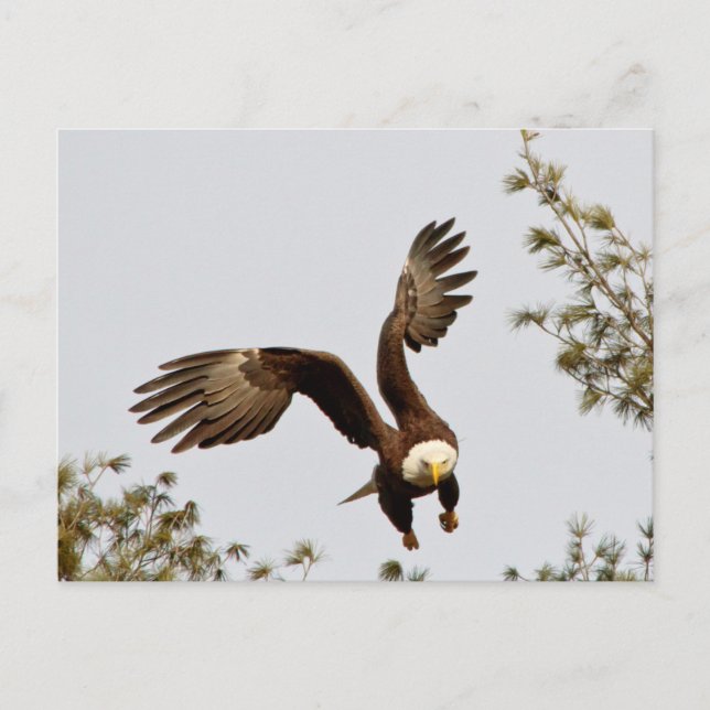 Weißkopfseeadler Start Postkarte (Vorderseite)