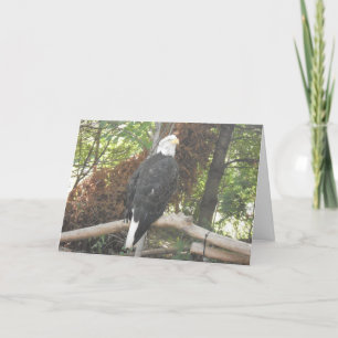 „Weißkopfseeadler“ Sympathie-Karte Karte