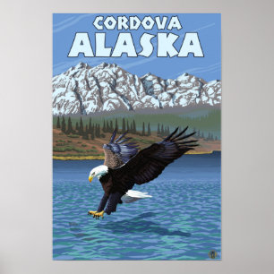 Weißkopfseeadler-Tauchen - Cordova, Alaska Poster