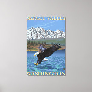 Weißkopfseeadler-Tauchen - Skagit Tal, Washington Leinwanddruck