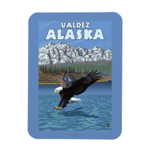 Weißkopfseeadler-Tauchen - Valdez, Alaska Magnet