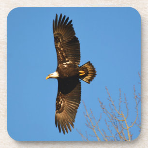 Weißkopfseeadler über Bäumen kreisend Untersetzer