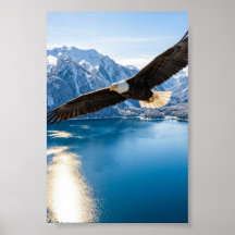 Weißkopfseeadler über Bergsee Mattposter