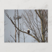 Weißkopfseeadler und Blackhawk Postkarte