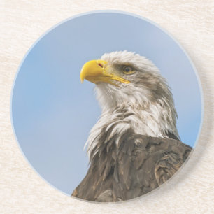 Weißkopfseeadler-Wildnis-Porträtkunst Getränkeuntersetzer