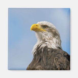 Weißkopfseeadler-Wildnis-Porträtkunst Magnet