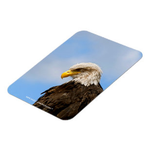 Weißkopfseeadler-Wildnis-Porträtkunst Magnet