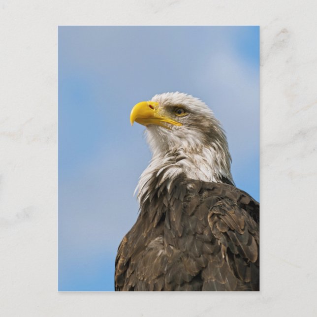 Weißkopfseeadler-Wildnis-Porträtkunst Postkarte (Vorderseite)