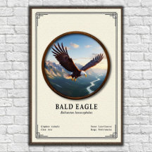 Weißkopfseeadler-Zoologie-Serie
