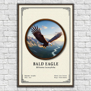 Weißkopfseeadler-Zoologie-Serie Poster