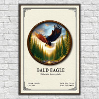 Weißkopfseeadler-Zoologie-Serie
