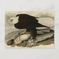Weißkopfvögel (Bald-Adler) Audubon-Vögel aus Ameri
