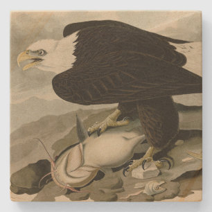 Weißkopfvögel (Bald-Adler) Audubon-Vögel aus Ameri Steinuntersetzer