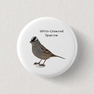 Weißkronenammer Button