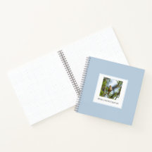 Weißkronenammer – Fine Art Vogel Fotografie: