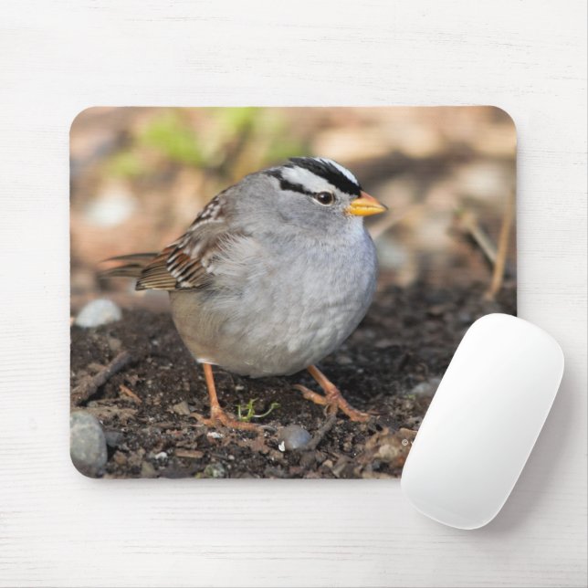 Weißkronenammer in der Wintersonne Mousepad (Mit Mouse)