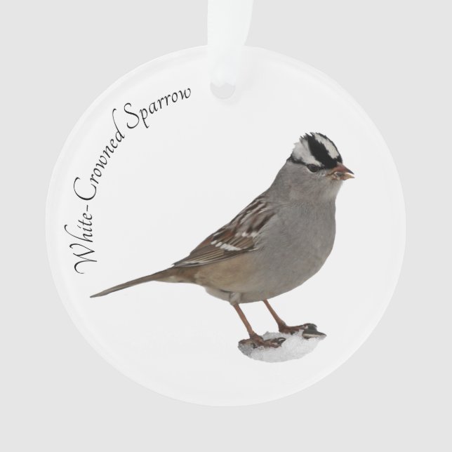 Weißkronenammer Ornament (Vorderseite)