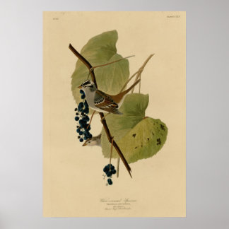 Weißkronenammer Poster