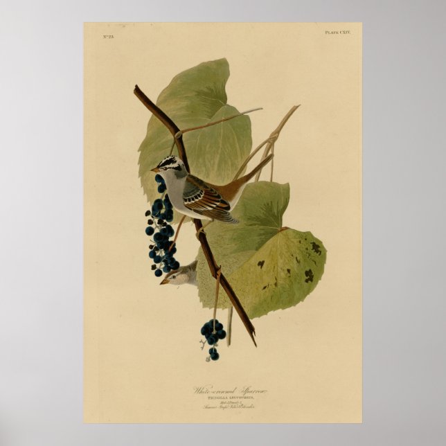 Weißkronenammer Poster (Vorne)