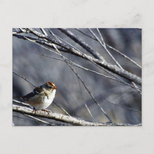 Weißkronenammer Postkarte
