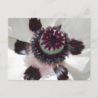 Weißmohn Postkarte