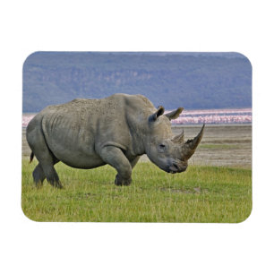 Weißnashorn und entfernte Zwergflamingos, Magnet
