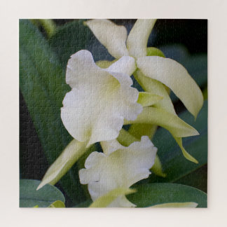 Weißorchid