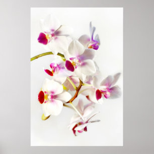 Weißorchid Poster