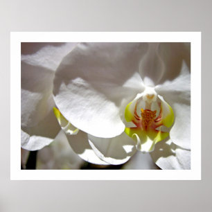 Weißorchid Poster