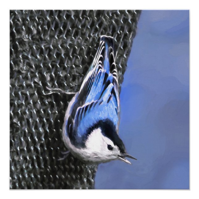 Weißreißer Nuthatch Malerei Original Vogelkunst Poster (Vorderseite)