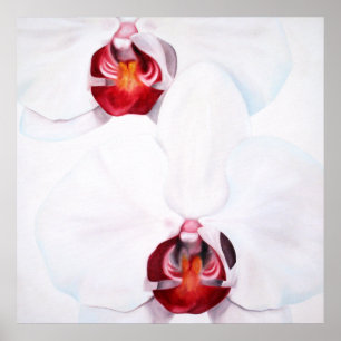Weißrote Orchideen mit 24x24 Plakatdruck Poster