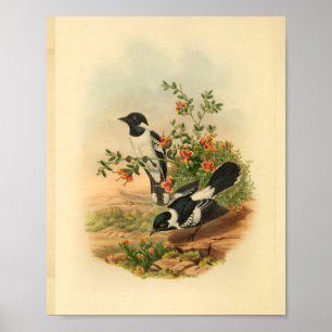 Weißrücken-Fliegenschnäpper Schwarzer Vogel Vintag Poster