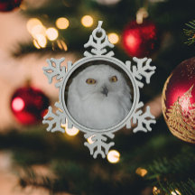 Weißschneeauge Foto