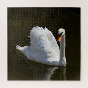 Weißschwan