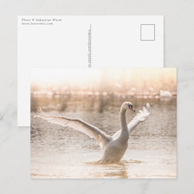 Weißschwan am Foto der Natur Postkarte (Vorne/Hinten)
