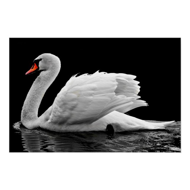 Weißschwan am See Poster (Vorderseite)