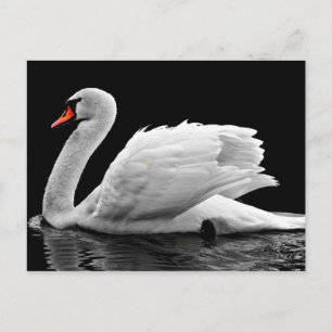 Weißschwan am See Postkarte
