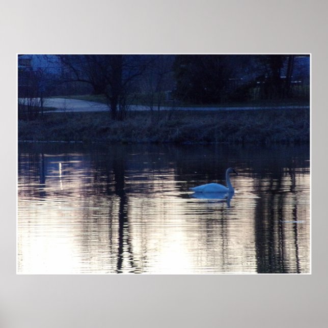 Weißschwan auf dem Dusk Poster (Vorne)