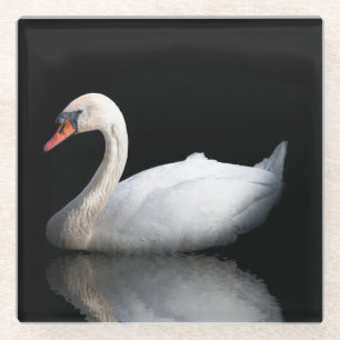Weißschwan auf schwarz glasuntersetzer