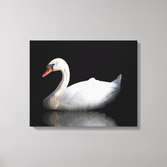 Weißschwan auf schwarz leinwanddruck (Vorderseite)