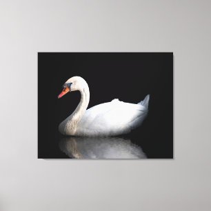 Weißschwan auf schwarz leinwanddruck
