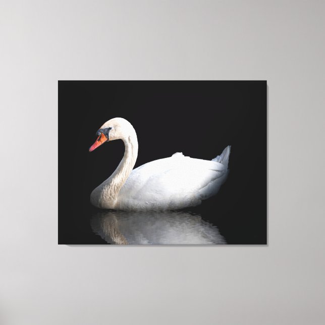 Weißschwan auf schwarz leinwanddruck (Vorderseite)
