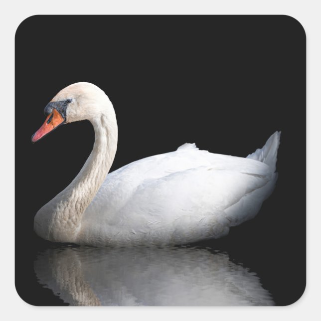 Weißschwan auf schwarz quadratischer aufkleber (Vorderseite)
