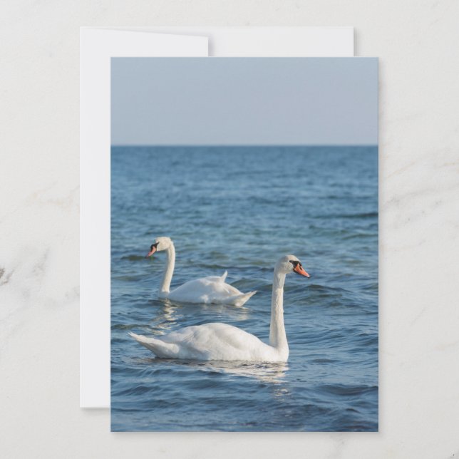 Weißschwan Cygnus Einladung (Vorderseite)