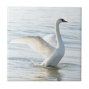 Weißschwan Cygnus Fliese