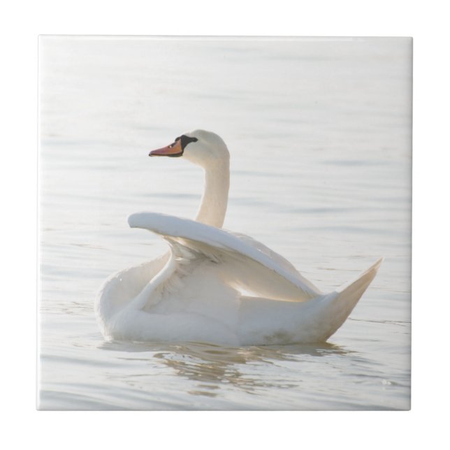 Weißschwan Cygnus Fliese (Vorderseite)