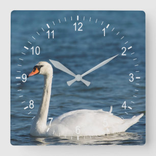 Weißschwan Cygnus Quadratische Wanduhr