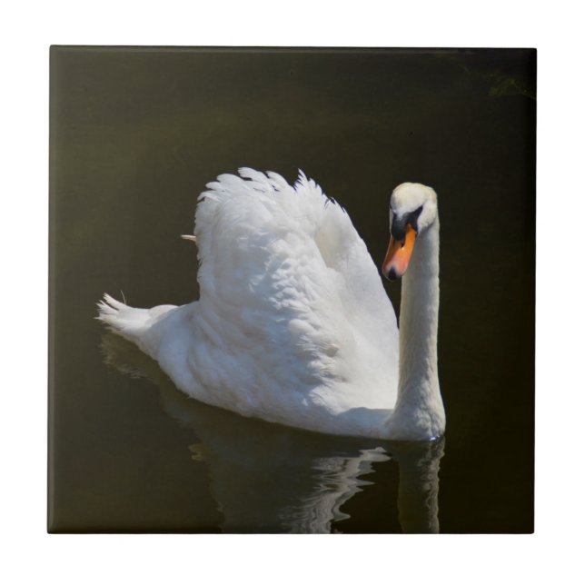 Weißschwan Fliese (Vorderseite)