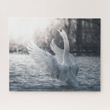 Weißschwan-Naturfotografie